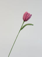 Kleine Tulpe - Pink