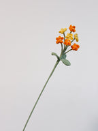 Vergissmeinnicht - Gelb /Orange