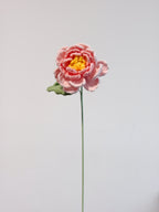 Pfingstrose – Rosa