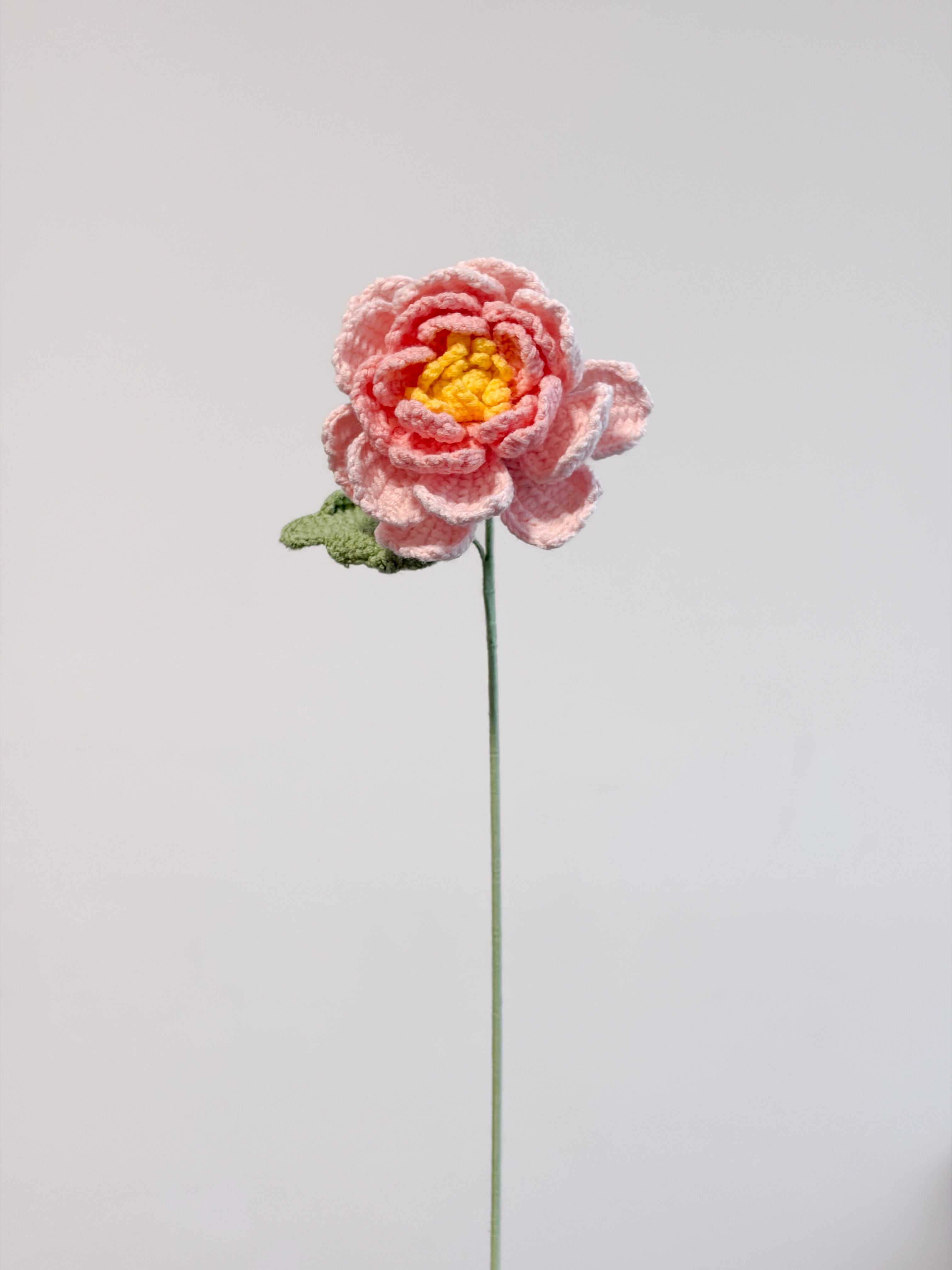 Pfingstrose – Rosa