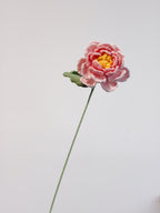 Pfingstrose – Rosa