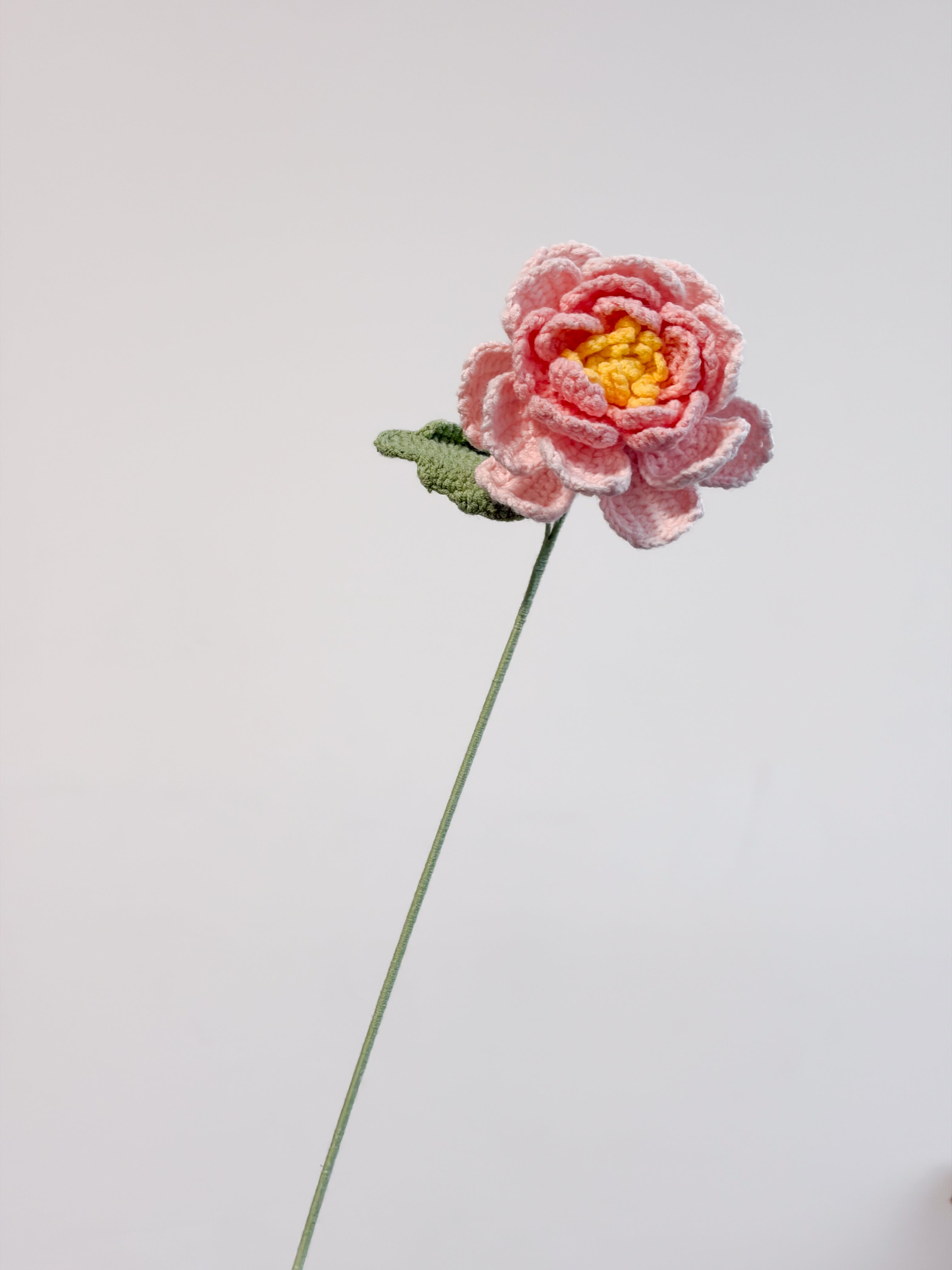 Pfingstrose – Rosa