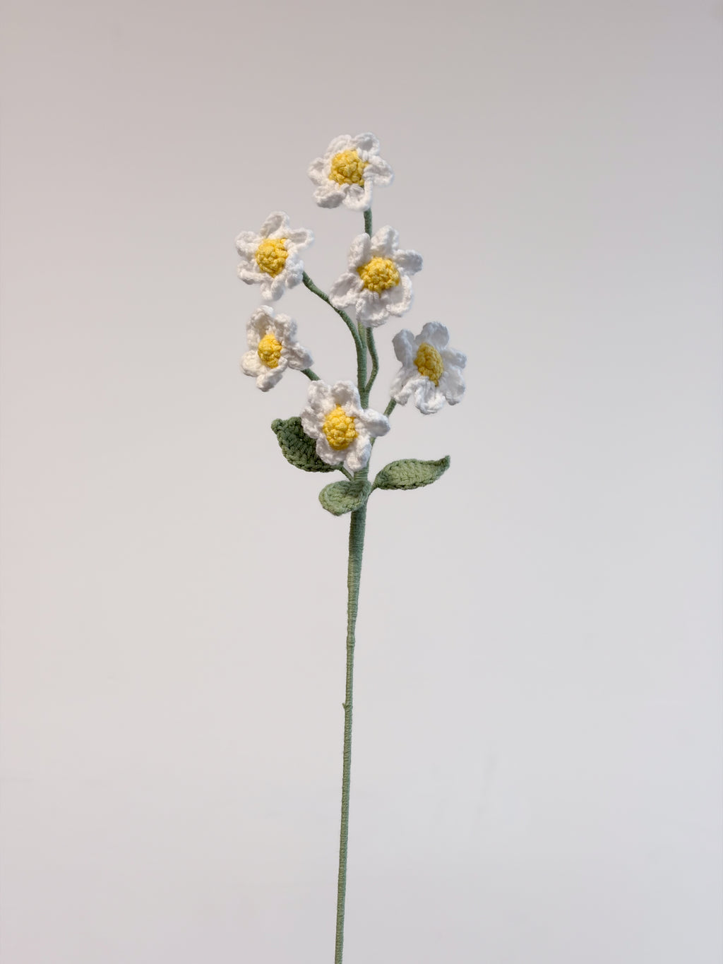 Gänseblümchen – Weiß