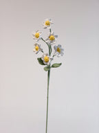 Gänseblümchen – Weiß