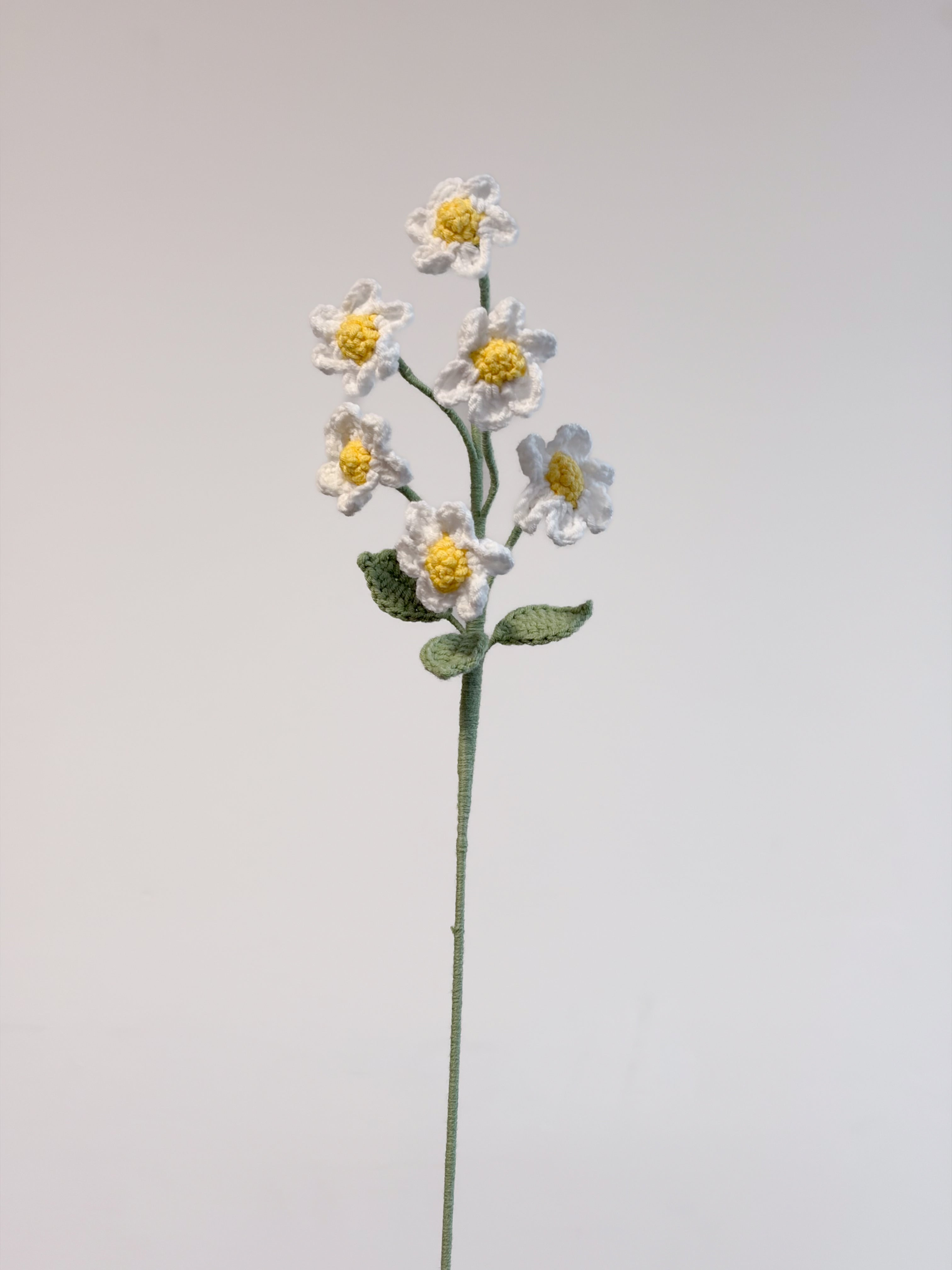 Gänseblümchen – Weiß