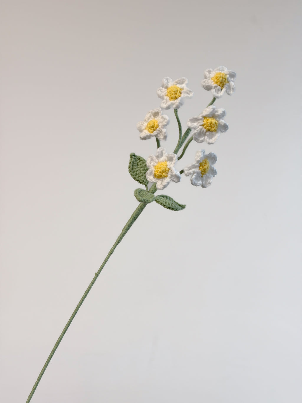 Gänseblümchen – Weiß