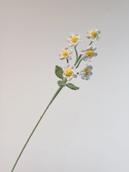 Gänseblümchen – Weiß