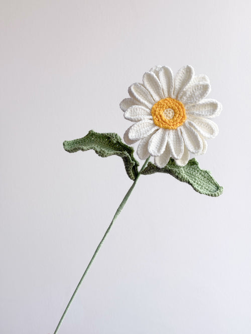 Gerbera - Weiß