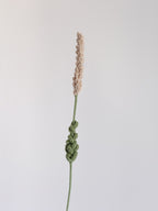 Lavendel - Beige