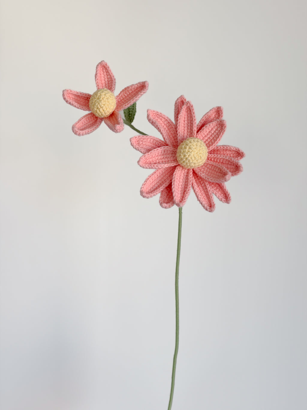Sonnenhut - Rosa