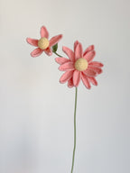 Sonnenhut - Rosa