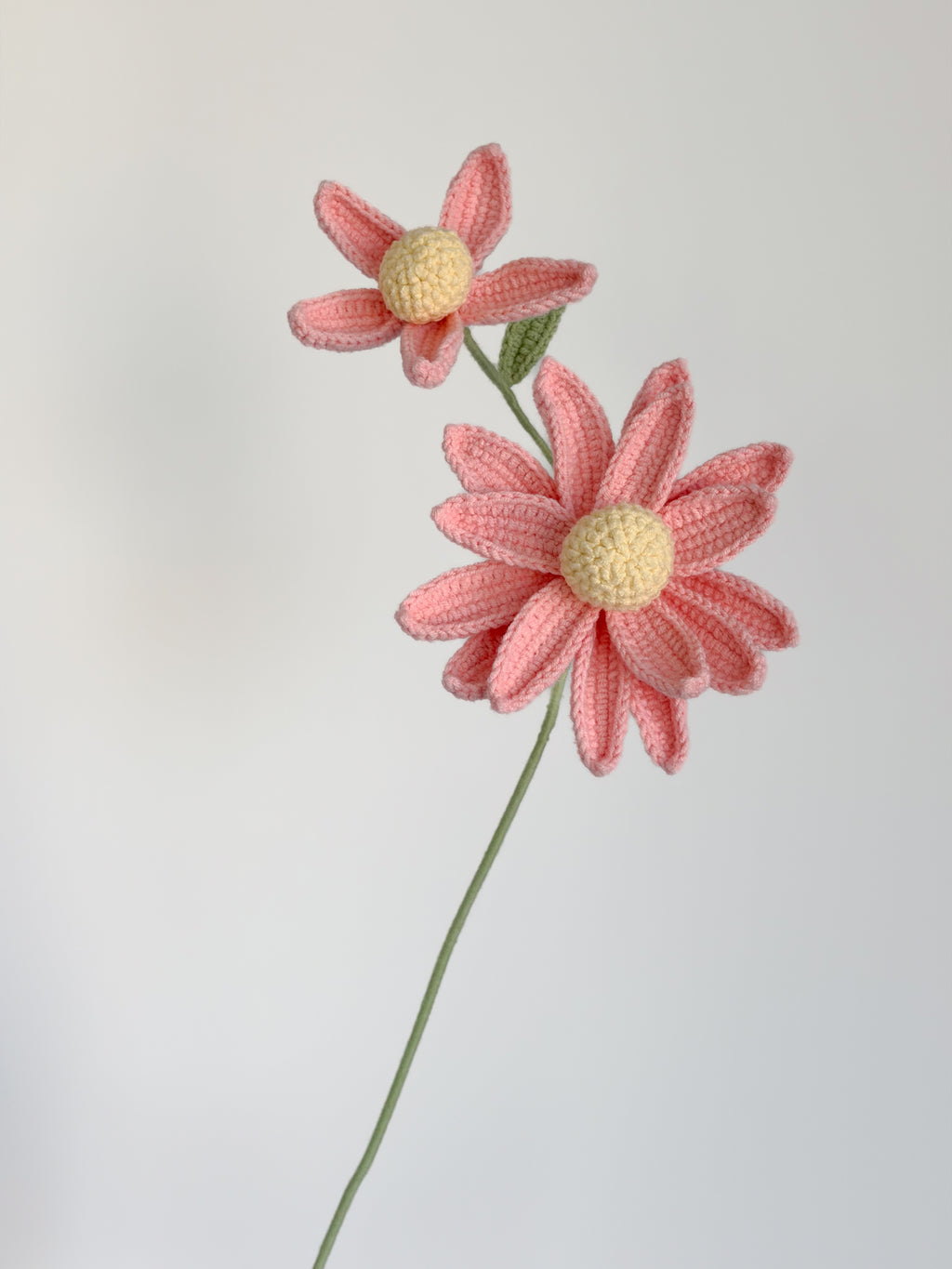 Sonnenhut - Rosa