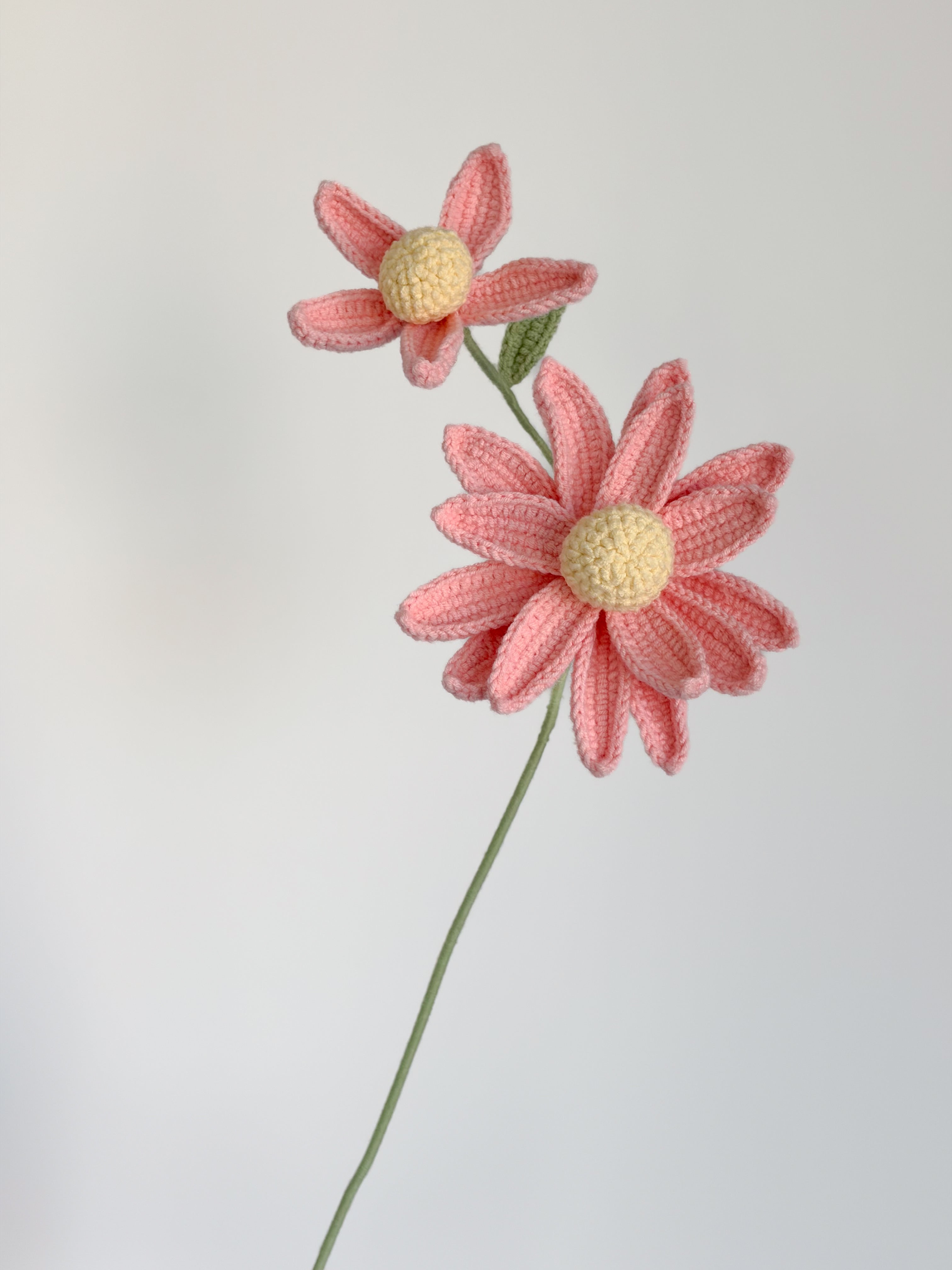 Sonnenhut - Rosa