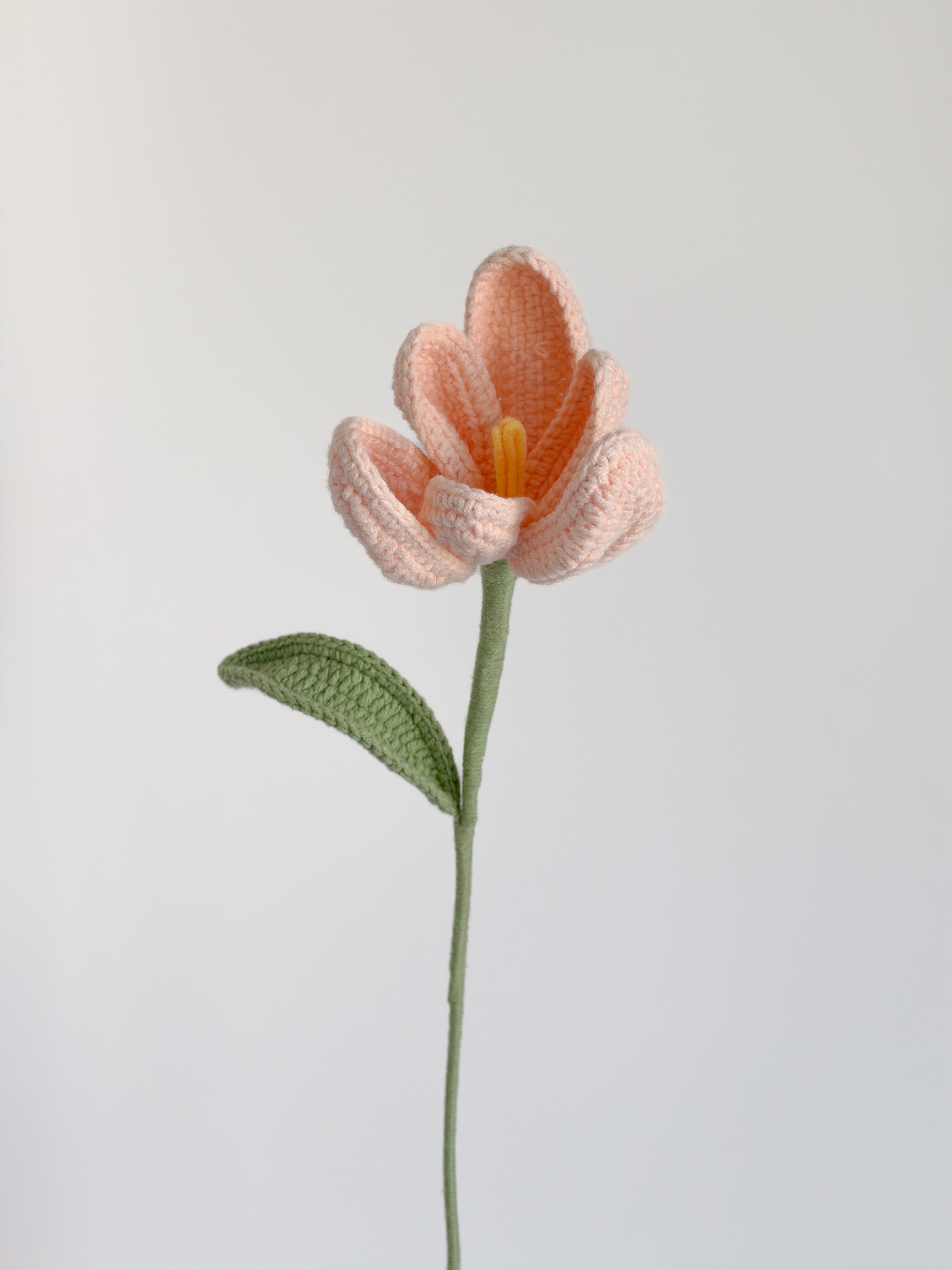 Tulpe - Rosa