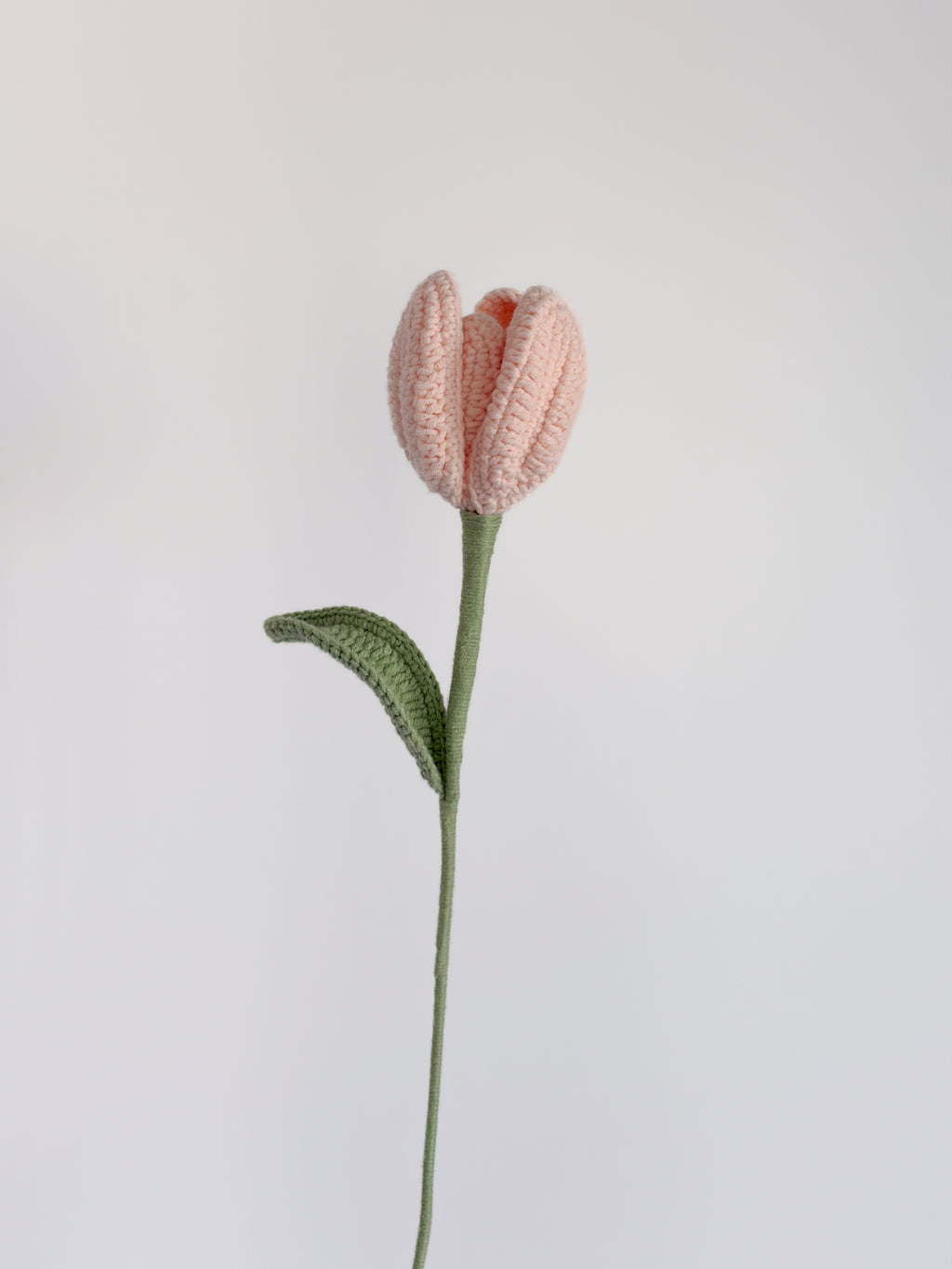 Tulpe - Rosa