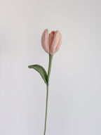 Tulpe - Rosa