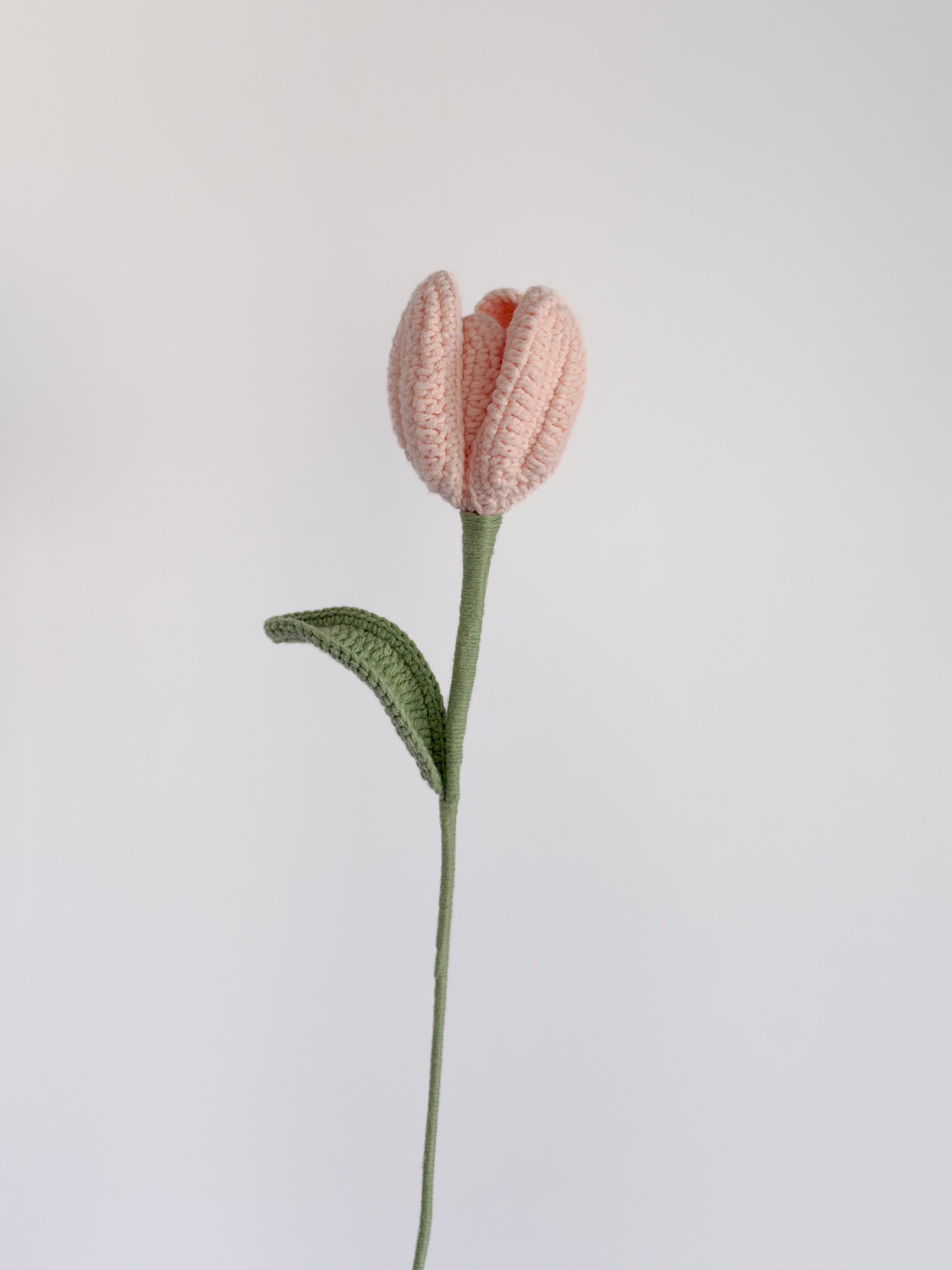 Tulpe - Rosa