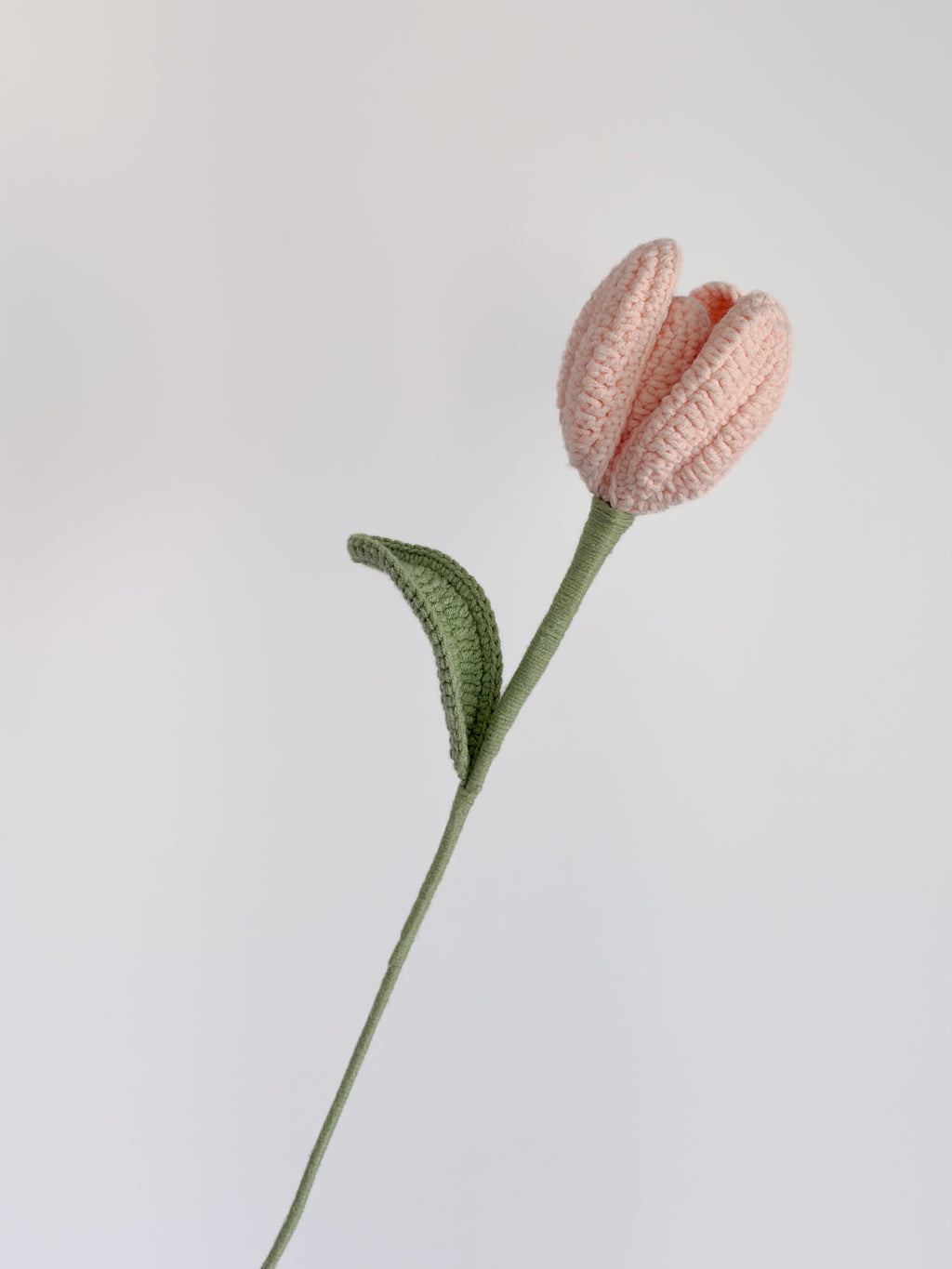 Tulpe - Rosa