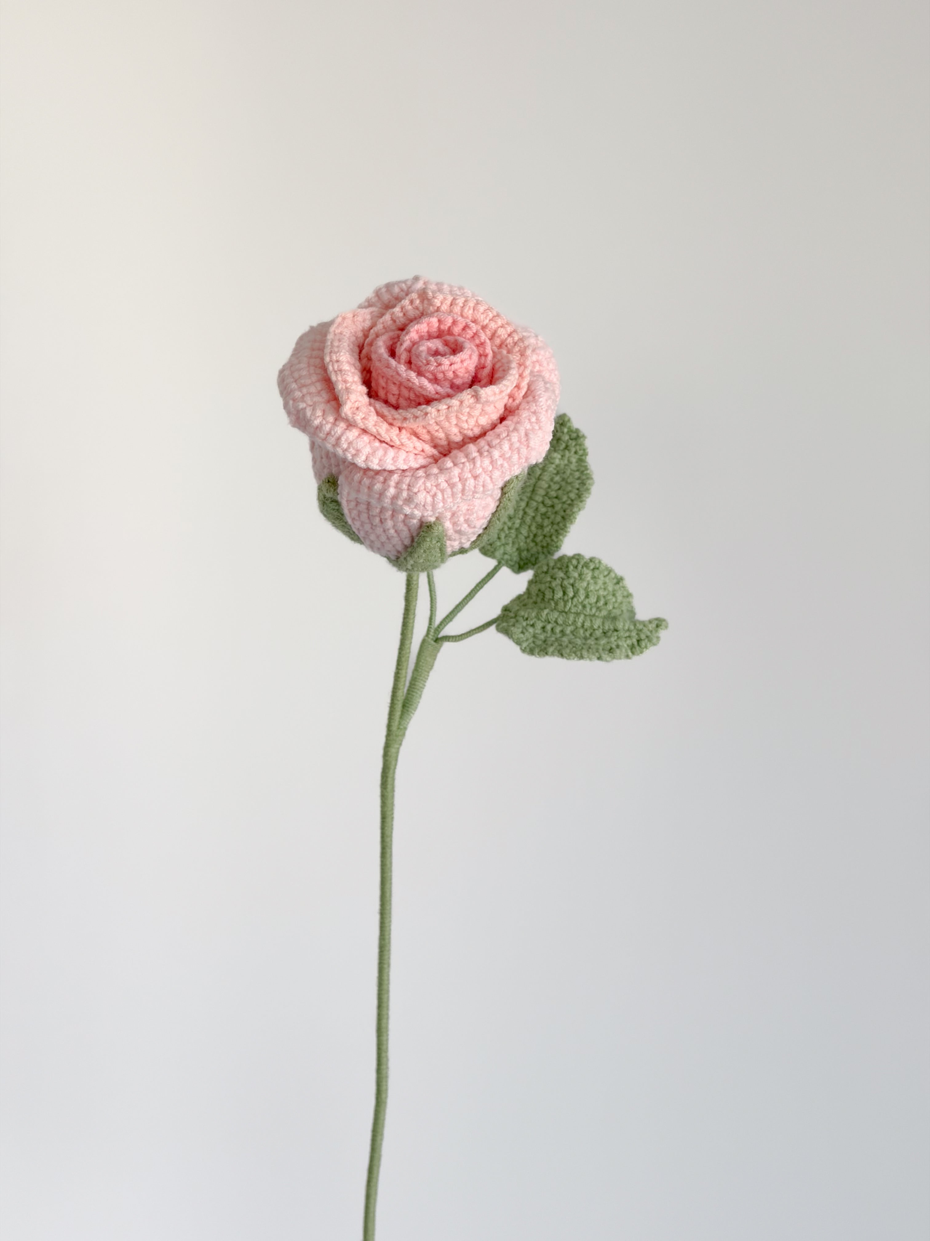 Rose - Rosa