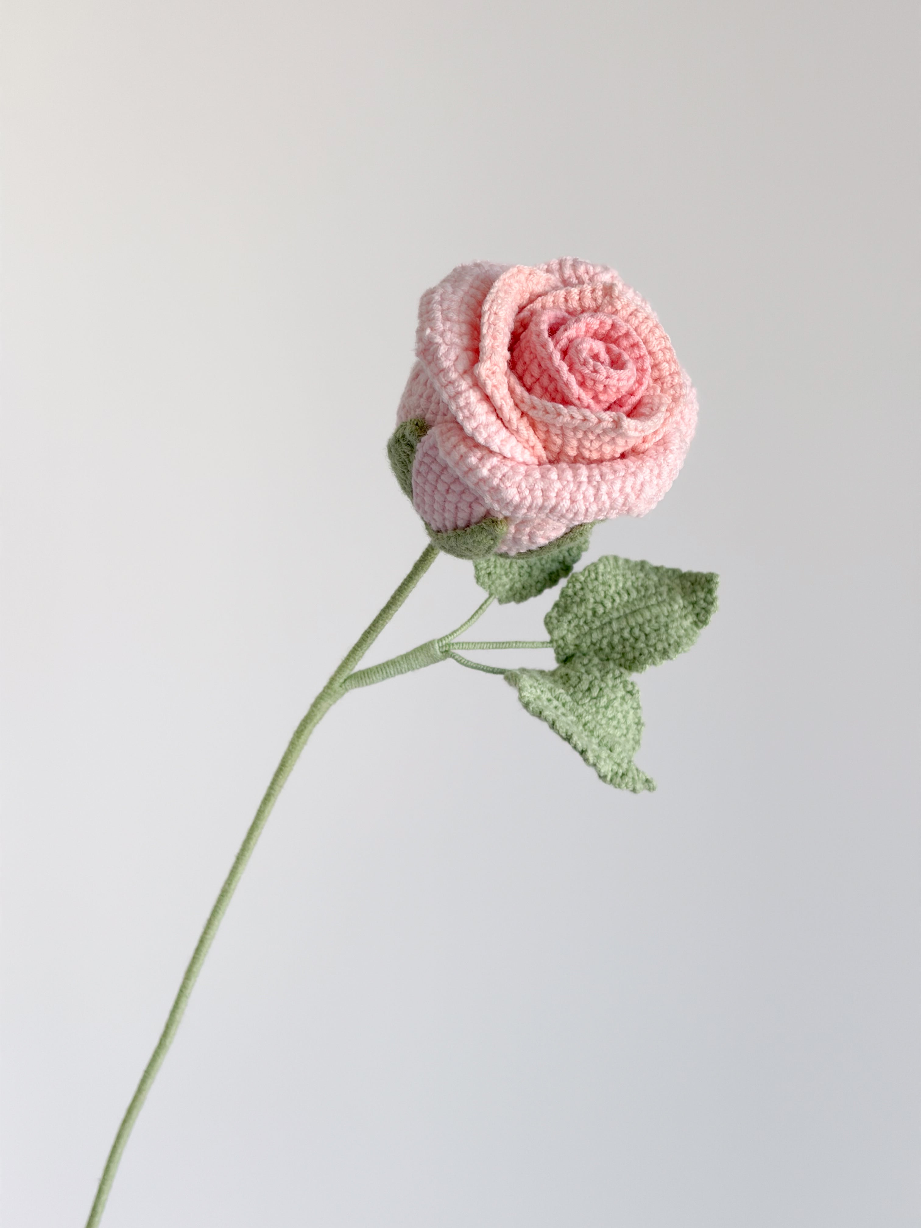 Rose - Rosa