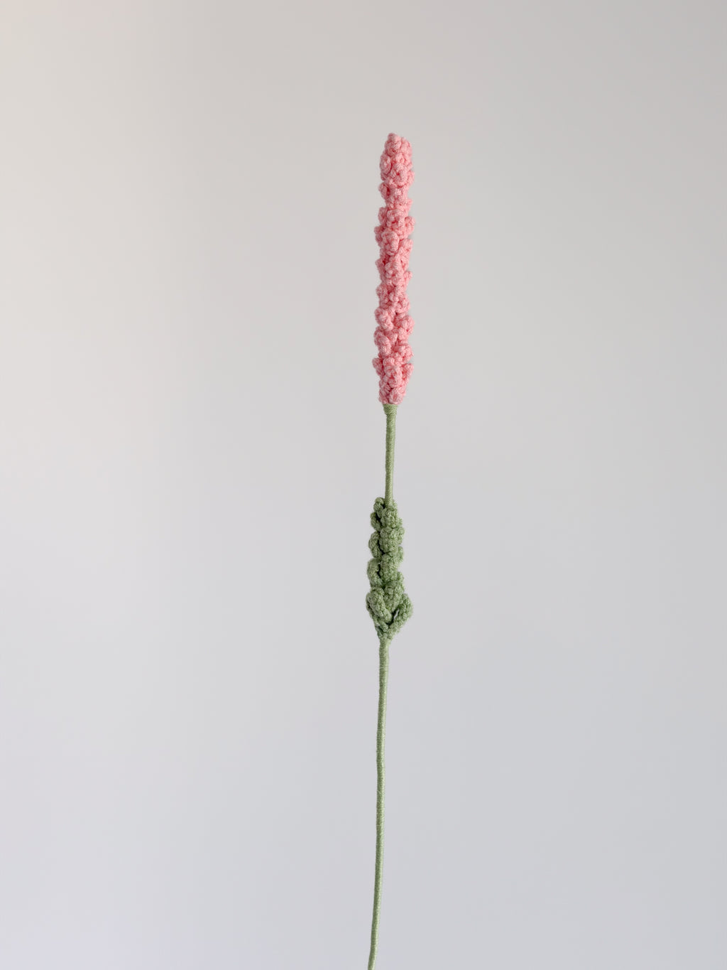 Lavendel - Koralle