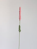 Lavendel - Koralle