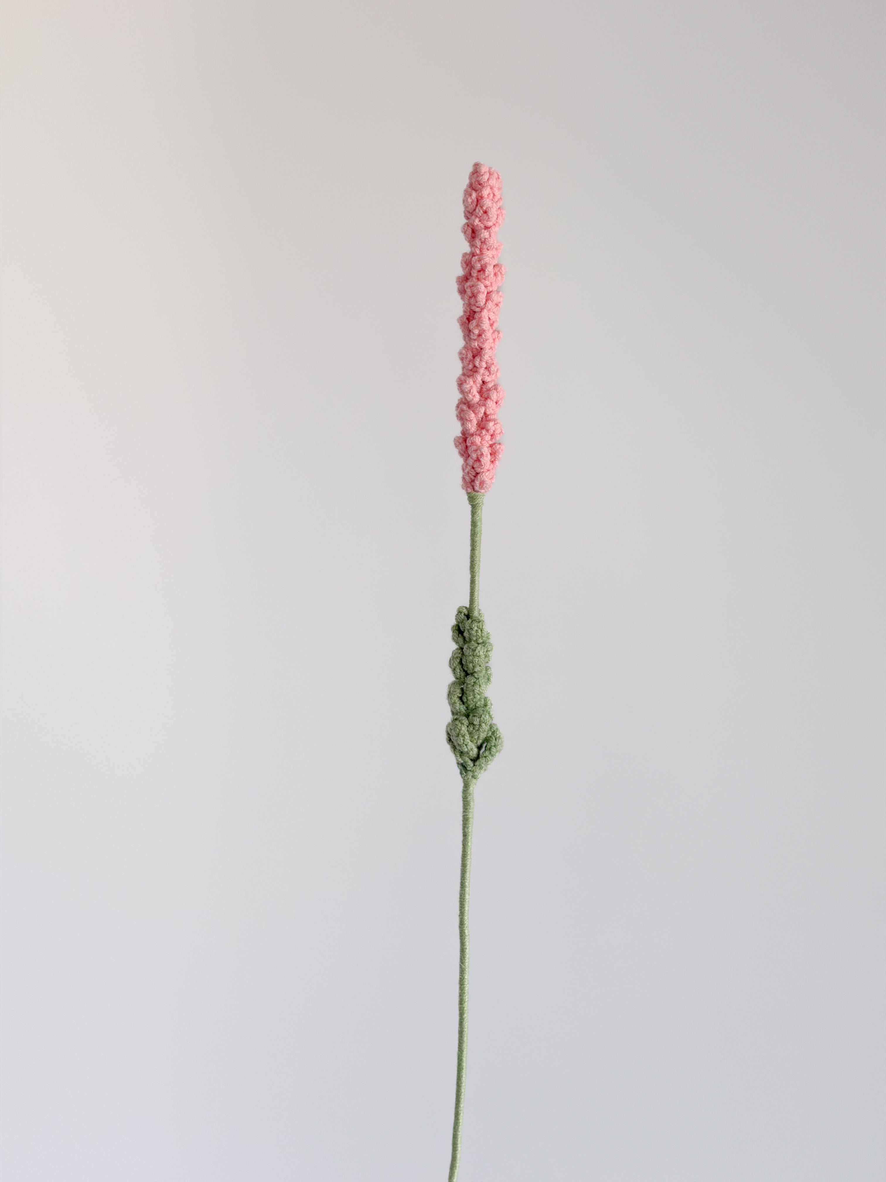 Lavendel - Koralle