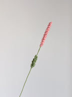 Lavendel - Koralle