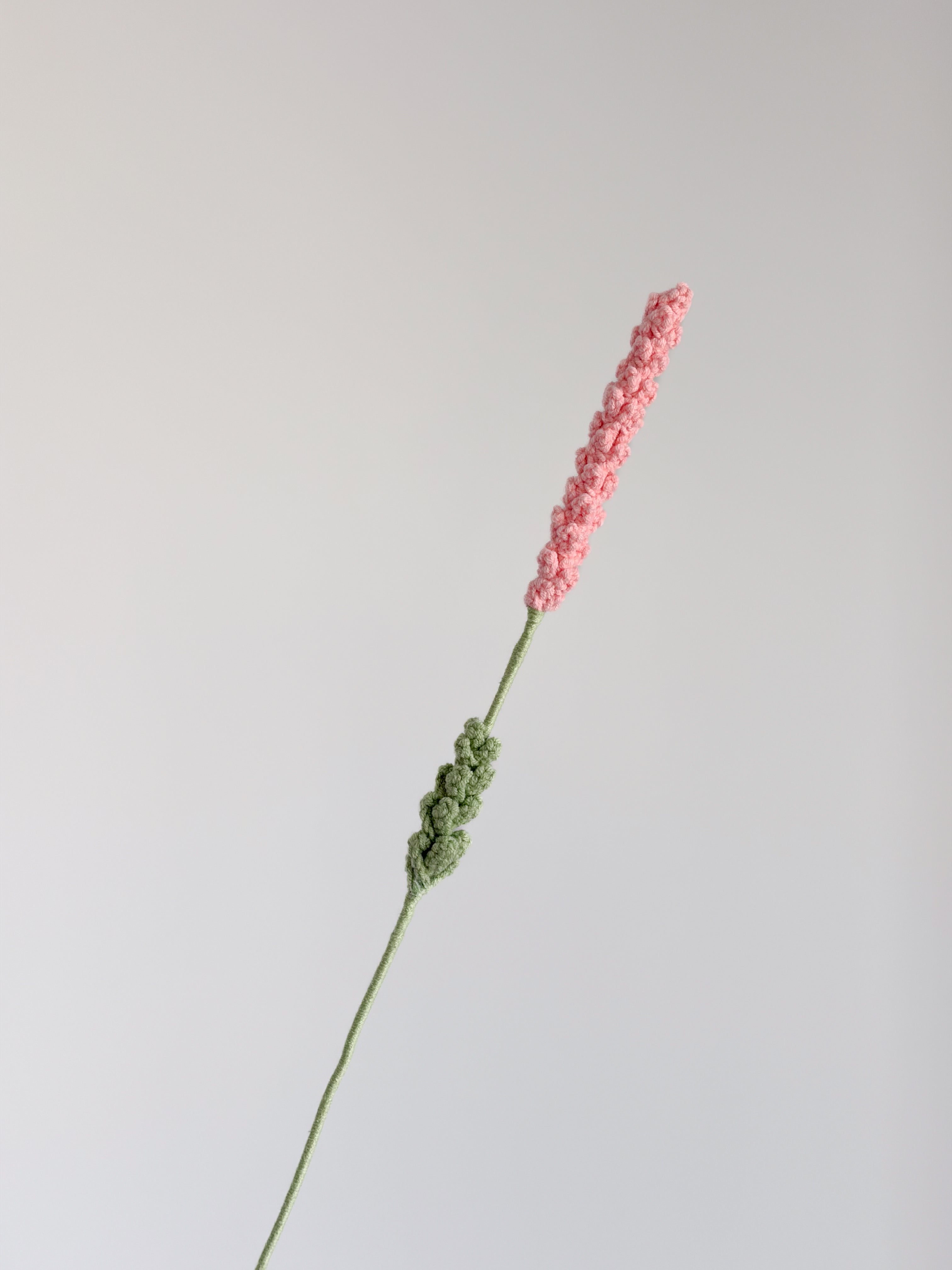 Lavendel - Koralle
