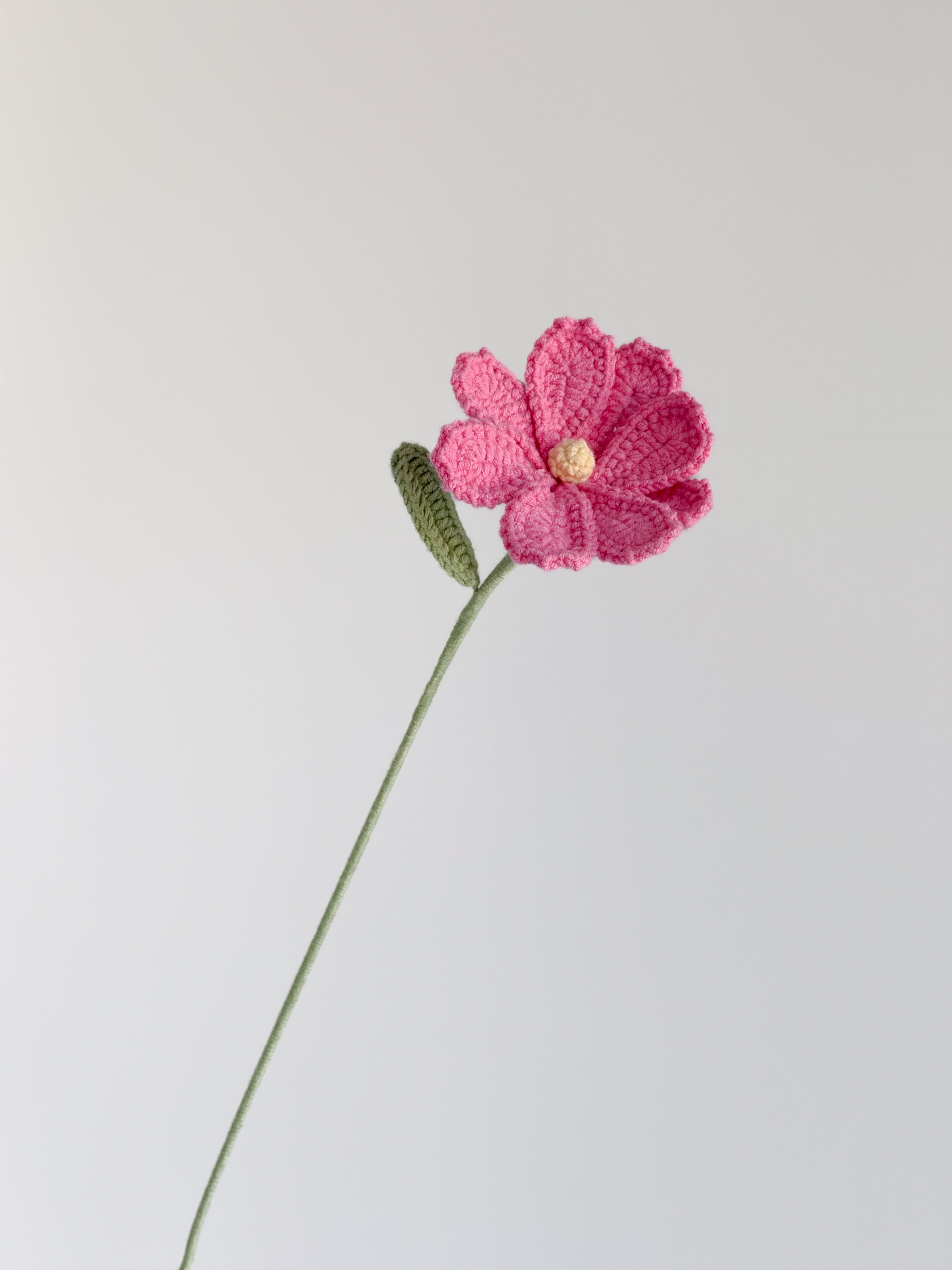 Kosmee - Pink