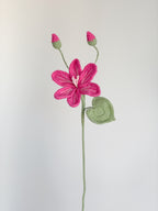 Lewisia - Pink