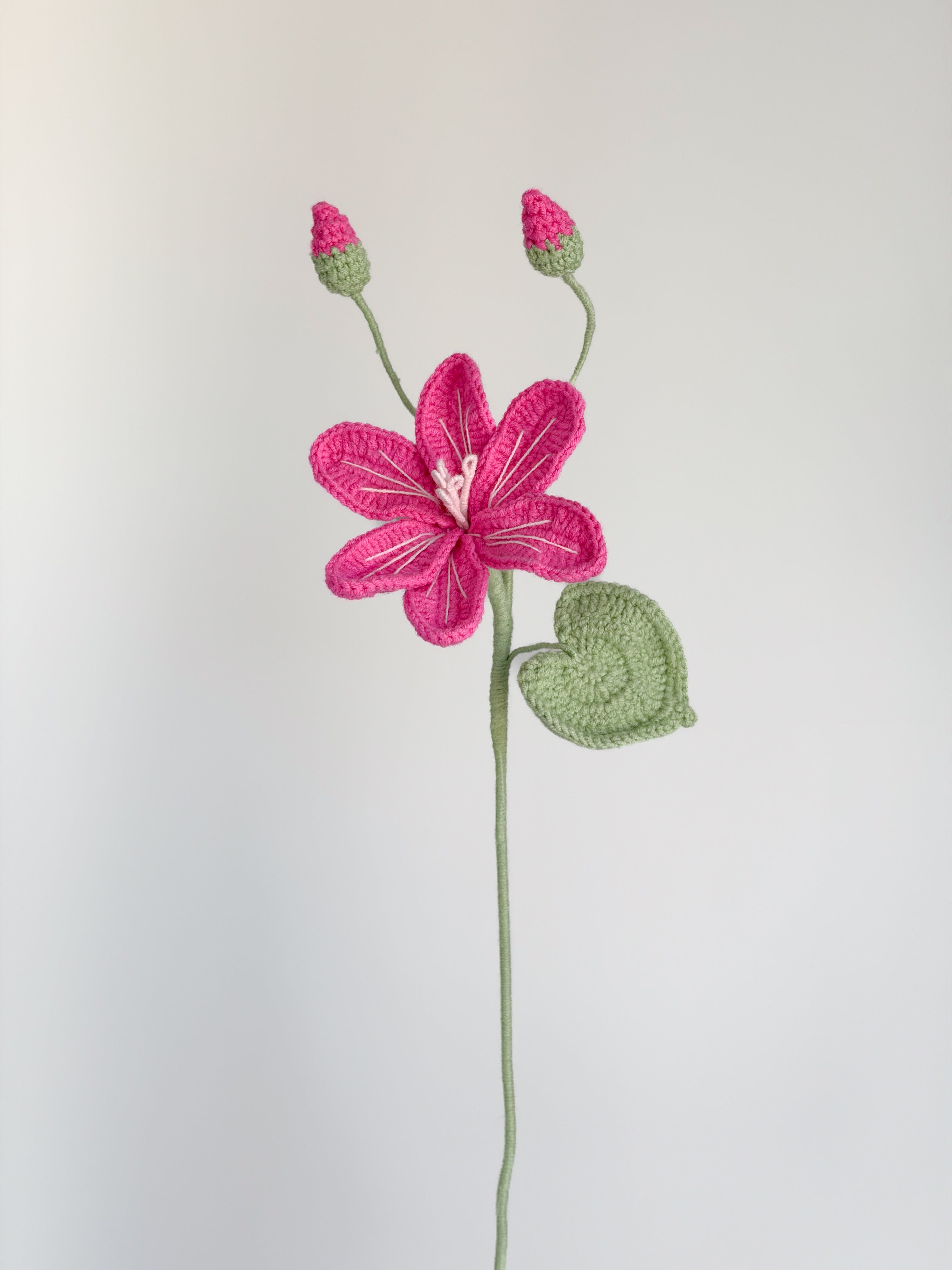 Lewisia - Pink