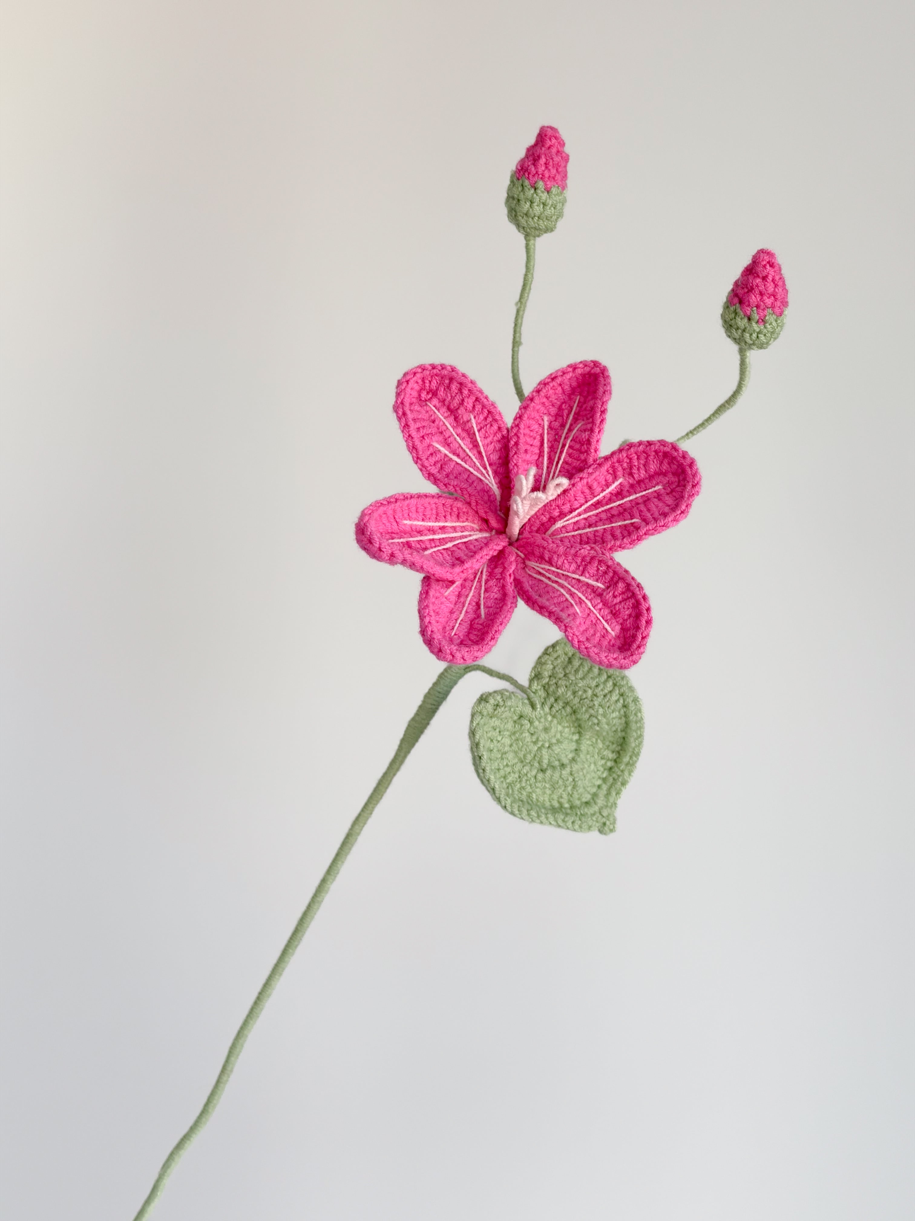 Lewisia - Pink