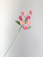 Vergissmeinnicht - Rosa