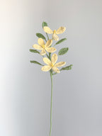 Jasminblüte - Hellgelb