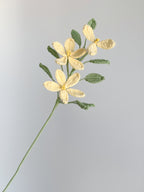 Jasminblüte - Hellgelb