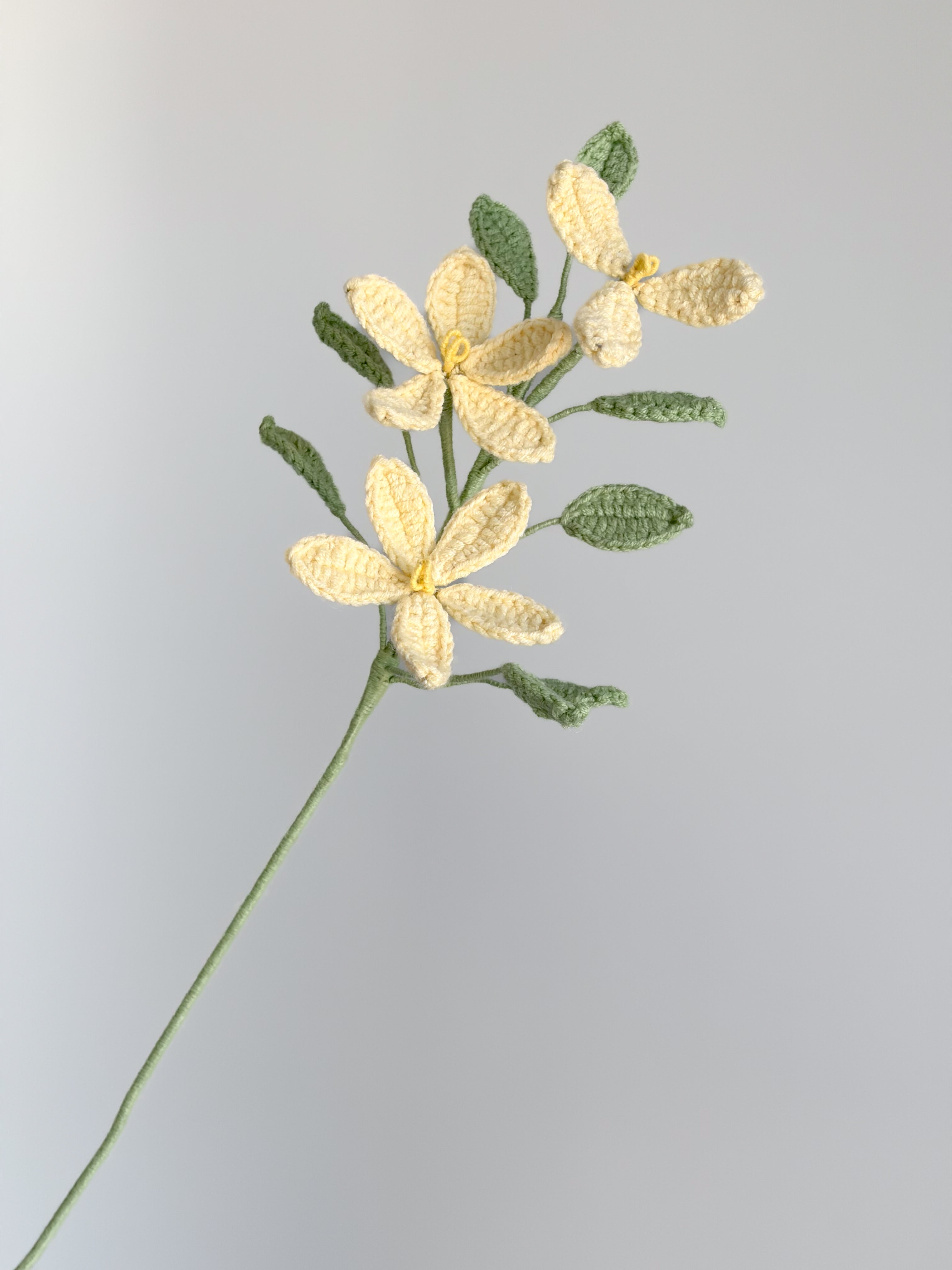 Jasminblüte - Hellgelb