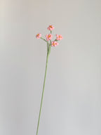 Kleine Vergissmeinnicht - Rosa