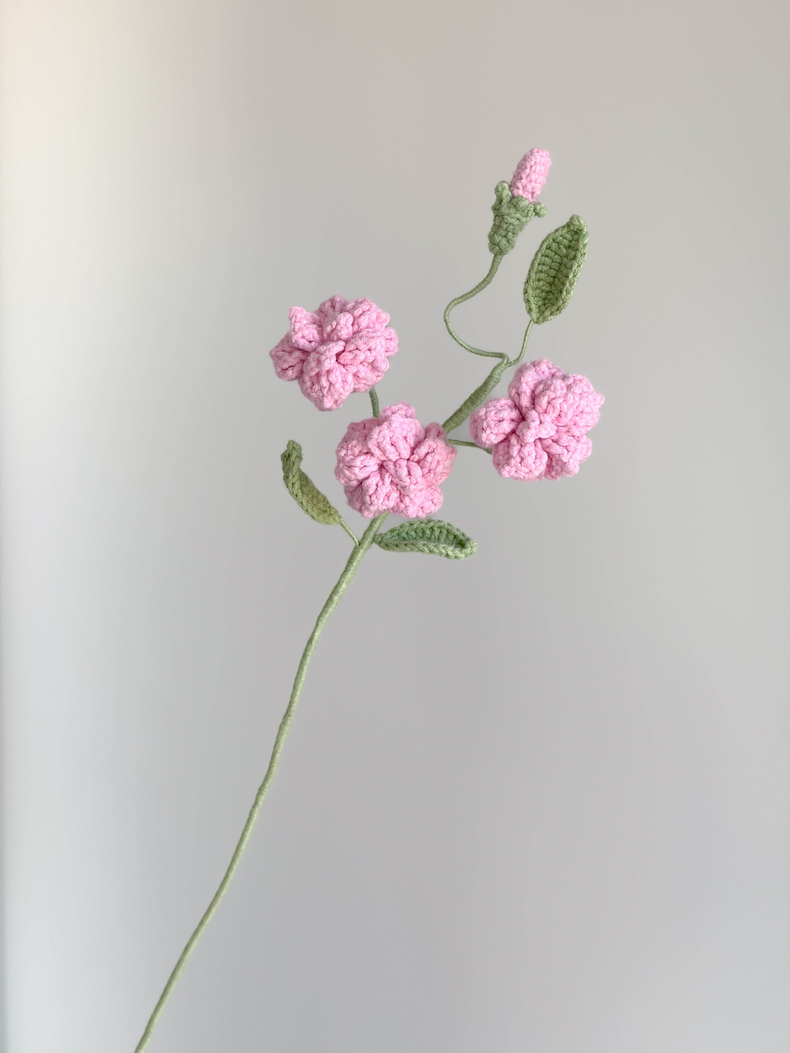 Kleine Wildrose - Rosa