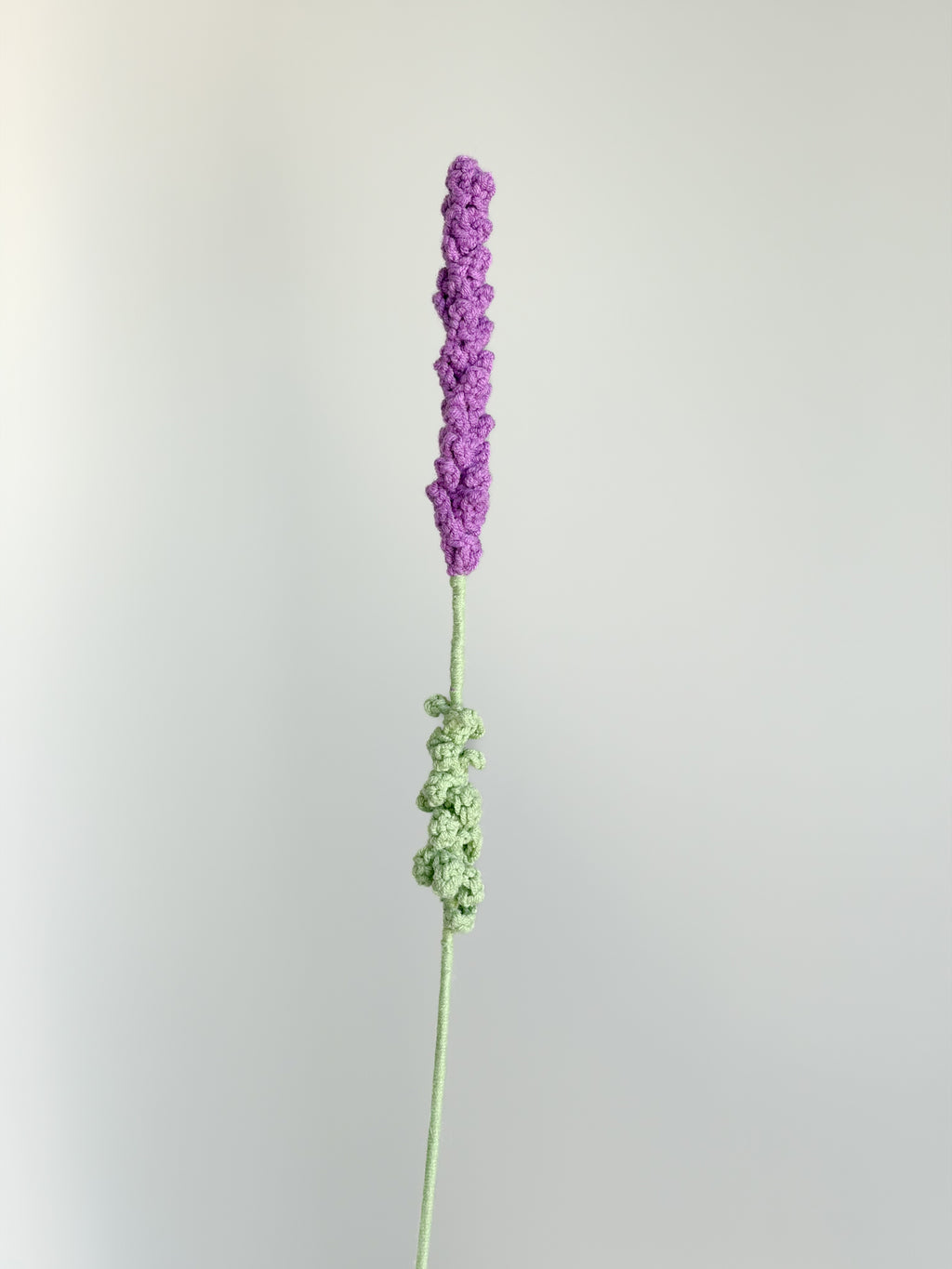 Lavendel - Lila