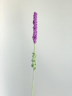Lavendel - Lila
