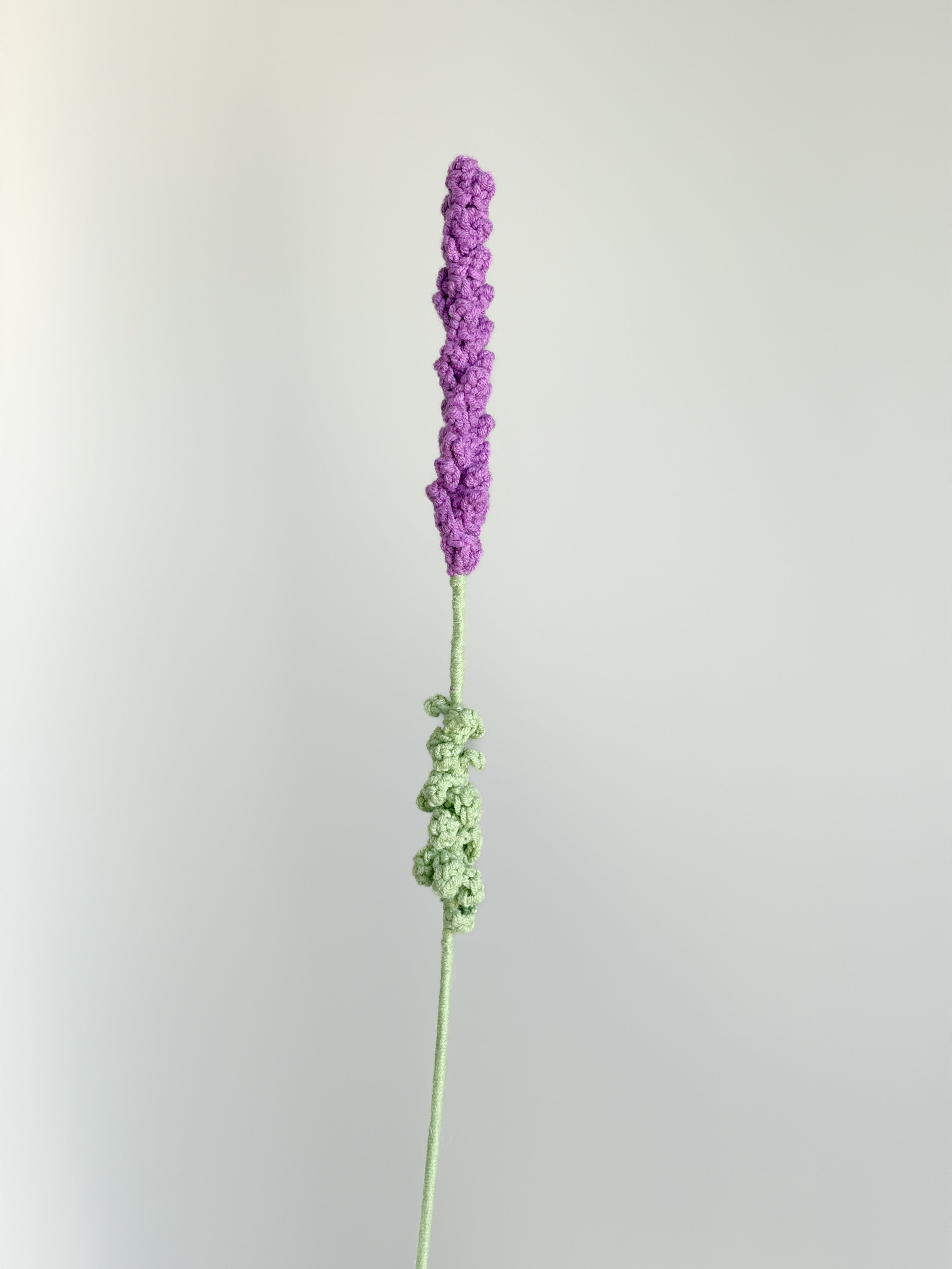 Lavendel - Lila