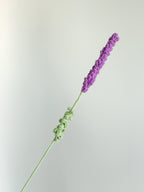 Lavendel - Lila