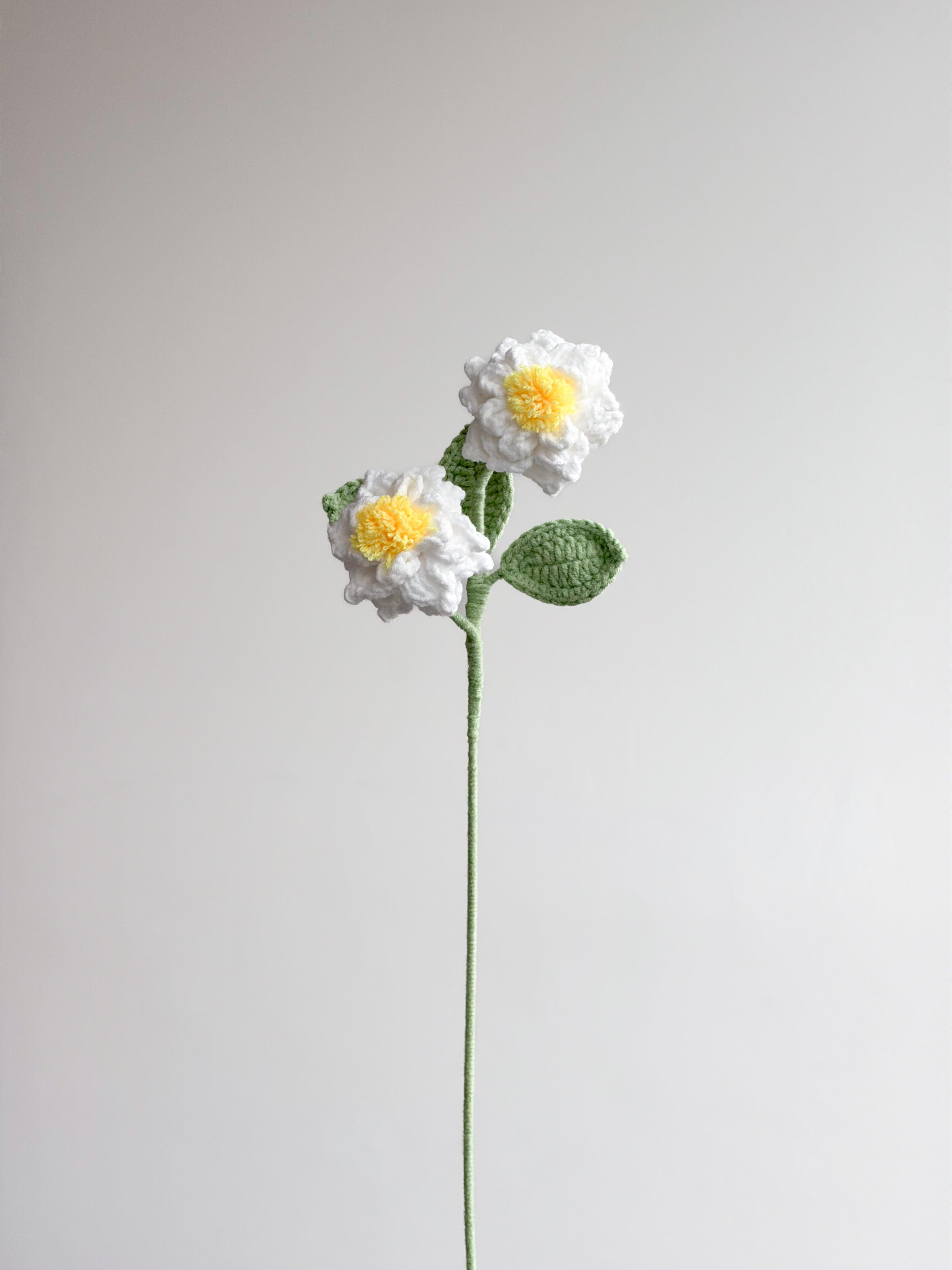 Gardenia - Weiß