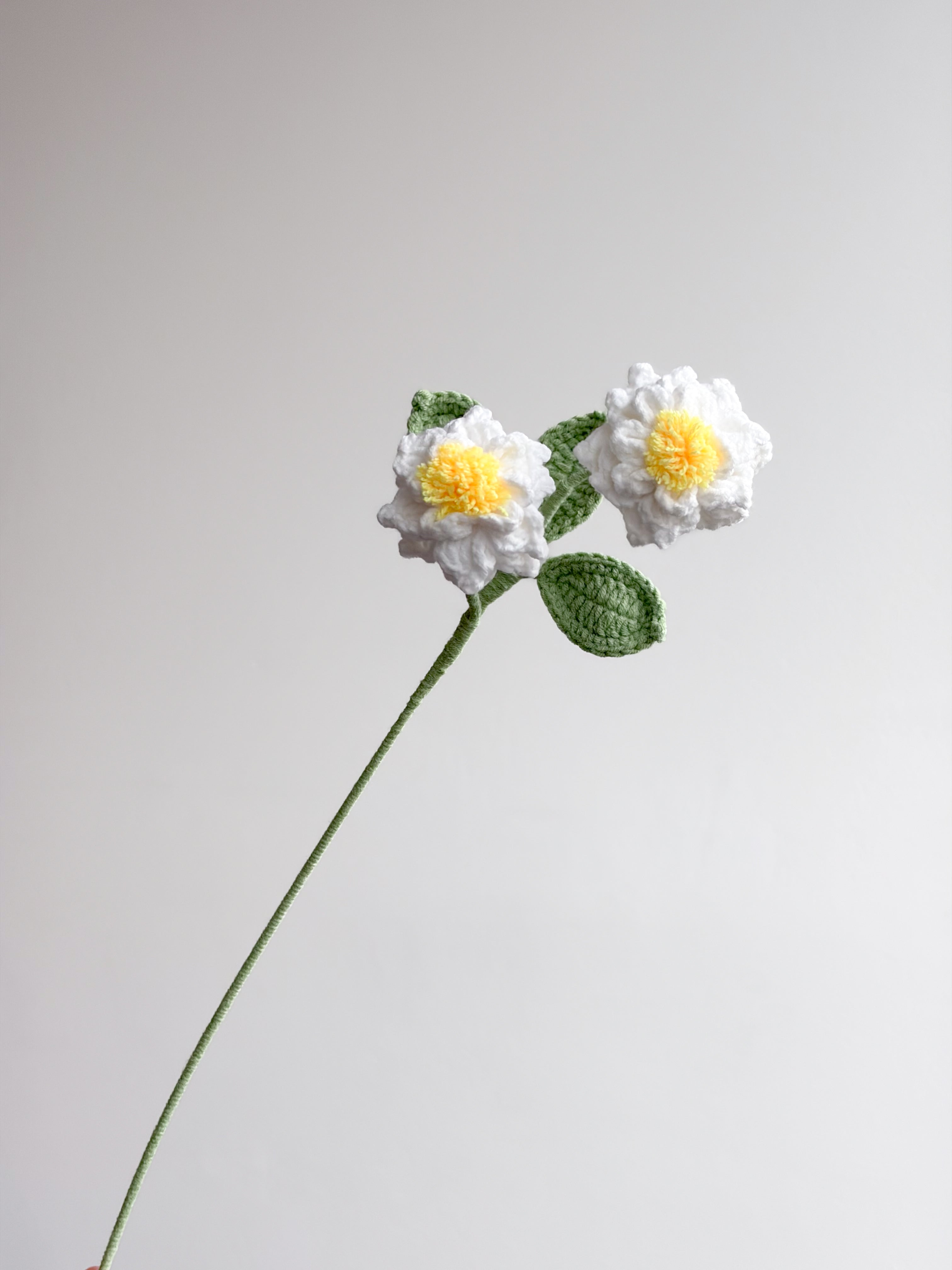 Gardenia - Weiß