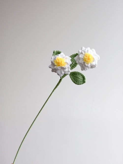 Gardenia - Weiß