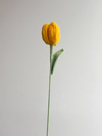 Tulpe - Gelb