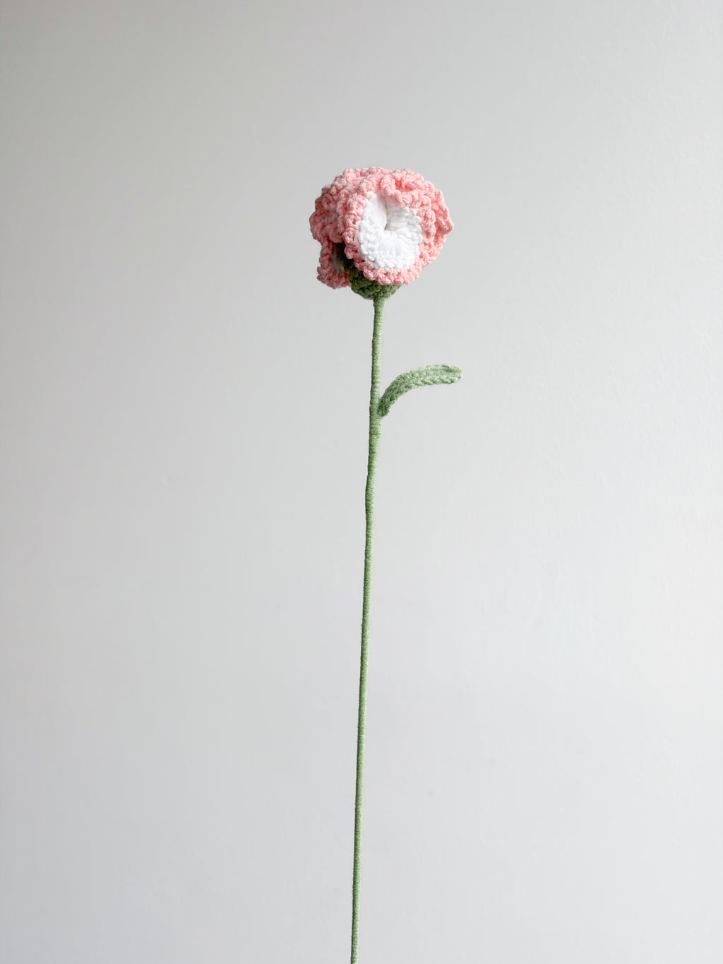Nelke - Rosa / Weiß