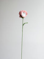 Nelke - Rosa / Weiß