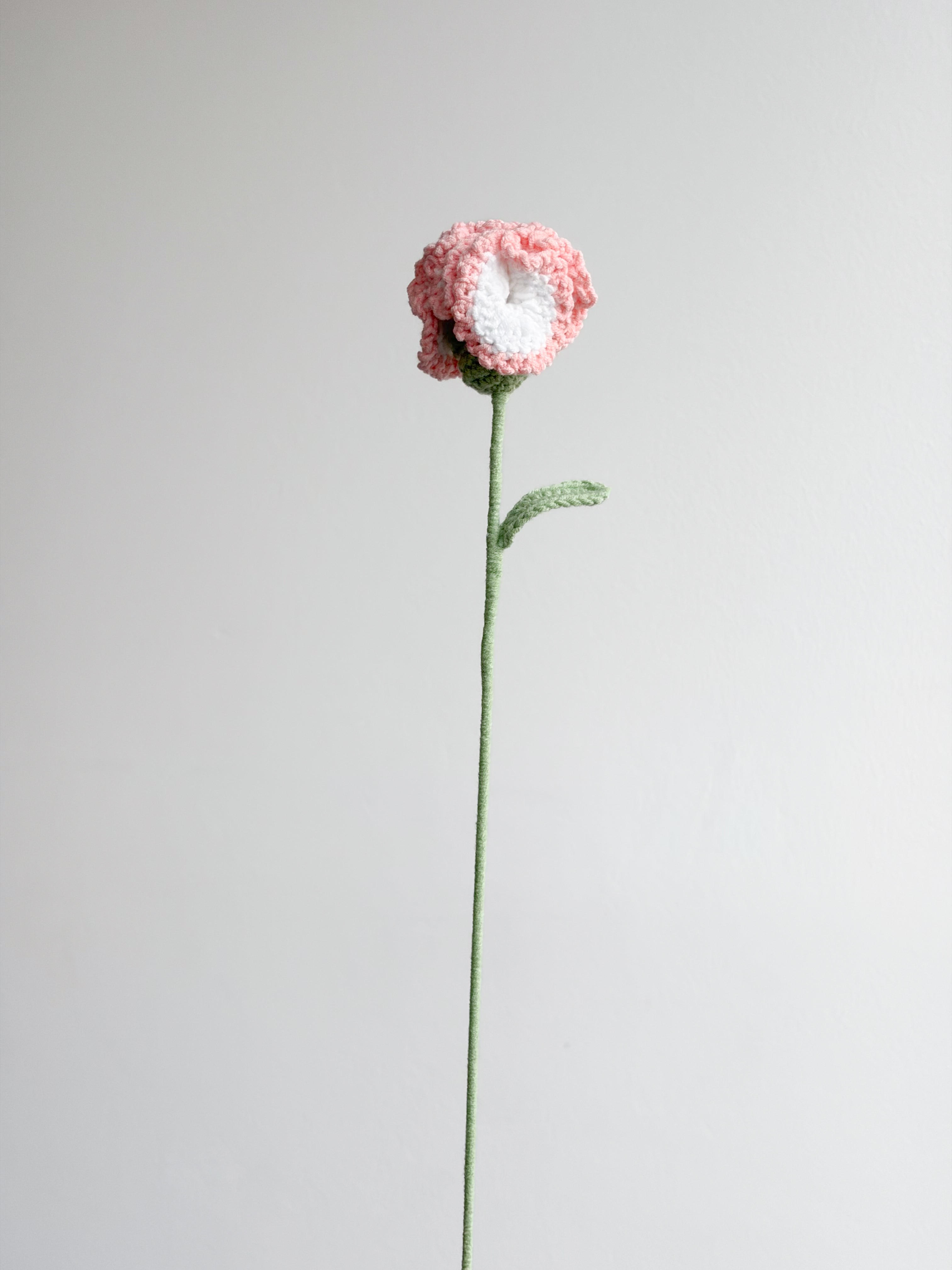 Nelke - Rosa / Weiß
